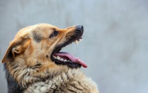 How to Stay Safe When a Dog Approaches – Things You Must Know