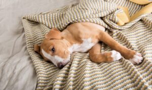 10 Signs Your Dog Might Be Sick and What to Do – Guide 2025