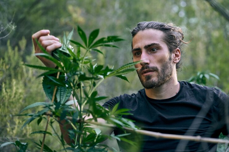 Cannabis Cause Cancer