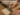 wood carpentry guide