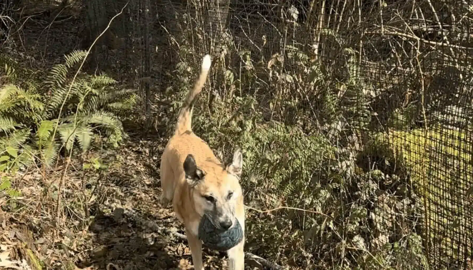 diy dog fence kits