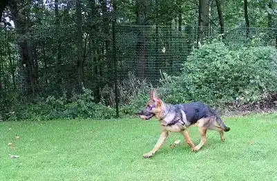 diy dog fence kits