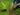 Grass Cutter